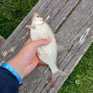 Prussian Carp
