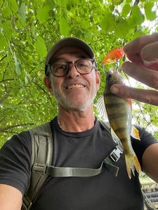 European Perch