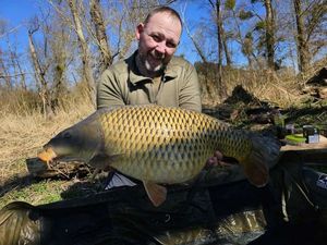 Common Carp