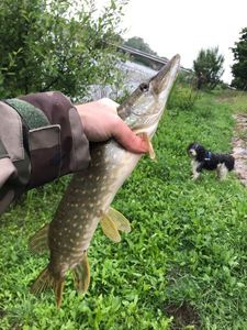 Northern Pike