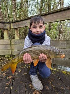 Common Carp