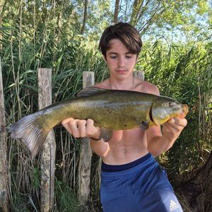 Tench