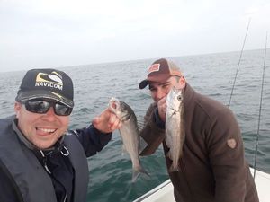 European Bass (Seabass)