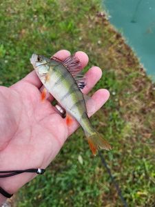 European Perch