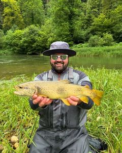 Brown Trout