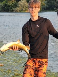 Chub