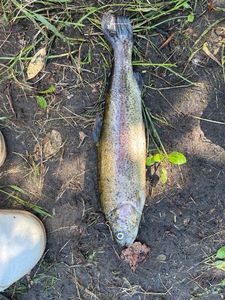 Lake Trout