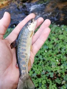 Brown Trout