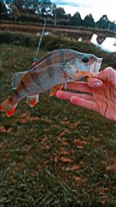 European Perch