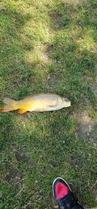 Leather Carp