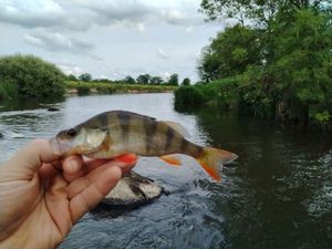 European Perch