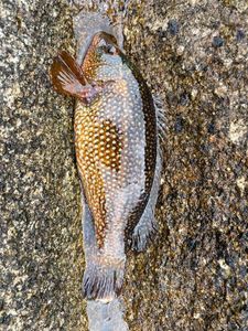 Ballan Wrasse