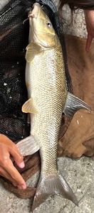 Barbel