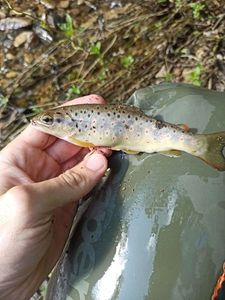 Brown Trout