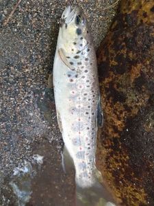 Brown Trout