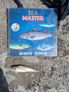 Lesser Weever