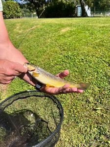 Brown Trout