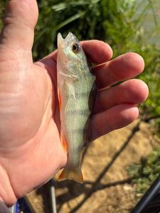 European Perch