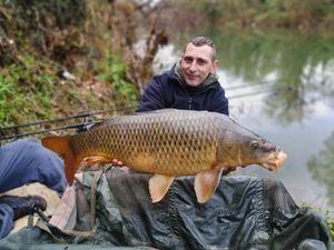 Common Carp