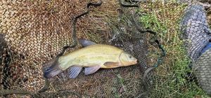 Tench
