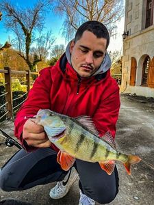 European Perch