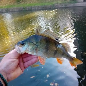 European Perch