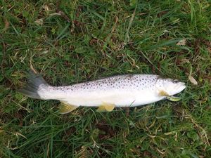 Brown Trout