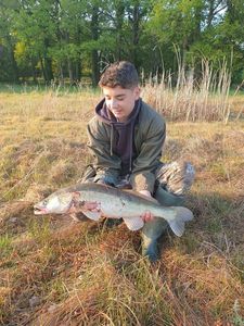 Zander