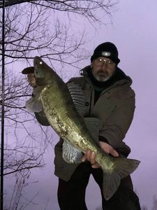 Zander