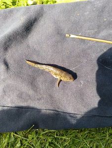 Common Goby