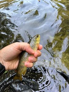 Brown Trout