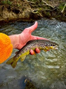 Brown Trout