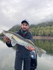 Zander