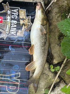Barbel
