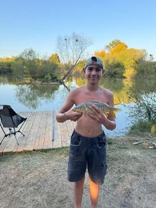 Common Carp