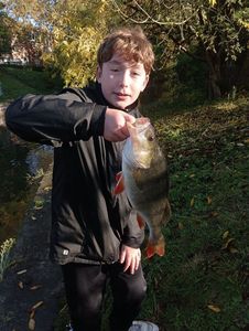 European Perch