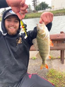 European Perch