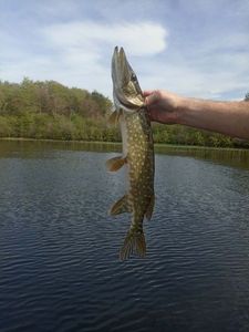Northern Pike