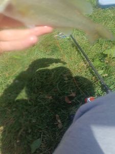 Largemouth Bass