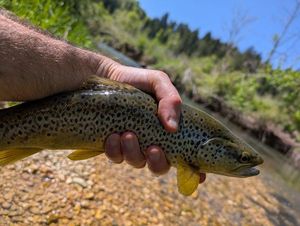 Brown Trout