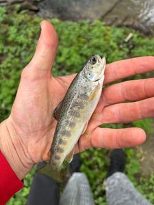 Brown Trout