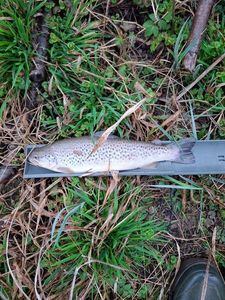 Brown Trout