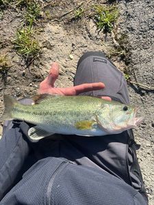 Largemouth Bass