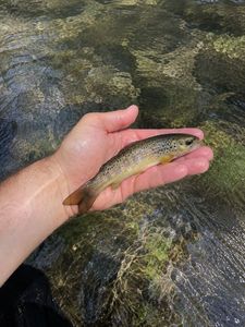 Brown Trout