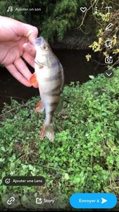 European Perch