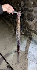 Mediterranean Moray