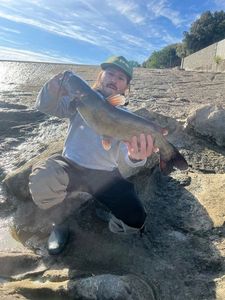Channel Catfish