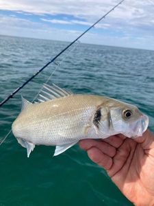 European Bass (Seabass)