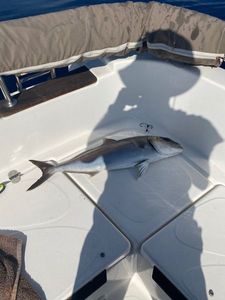 Greater Amberjack