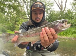 Rainbow Trout